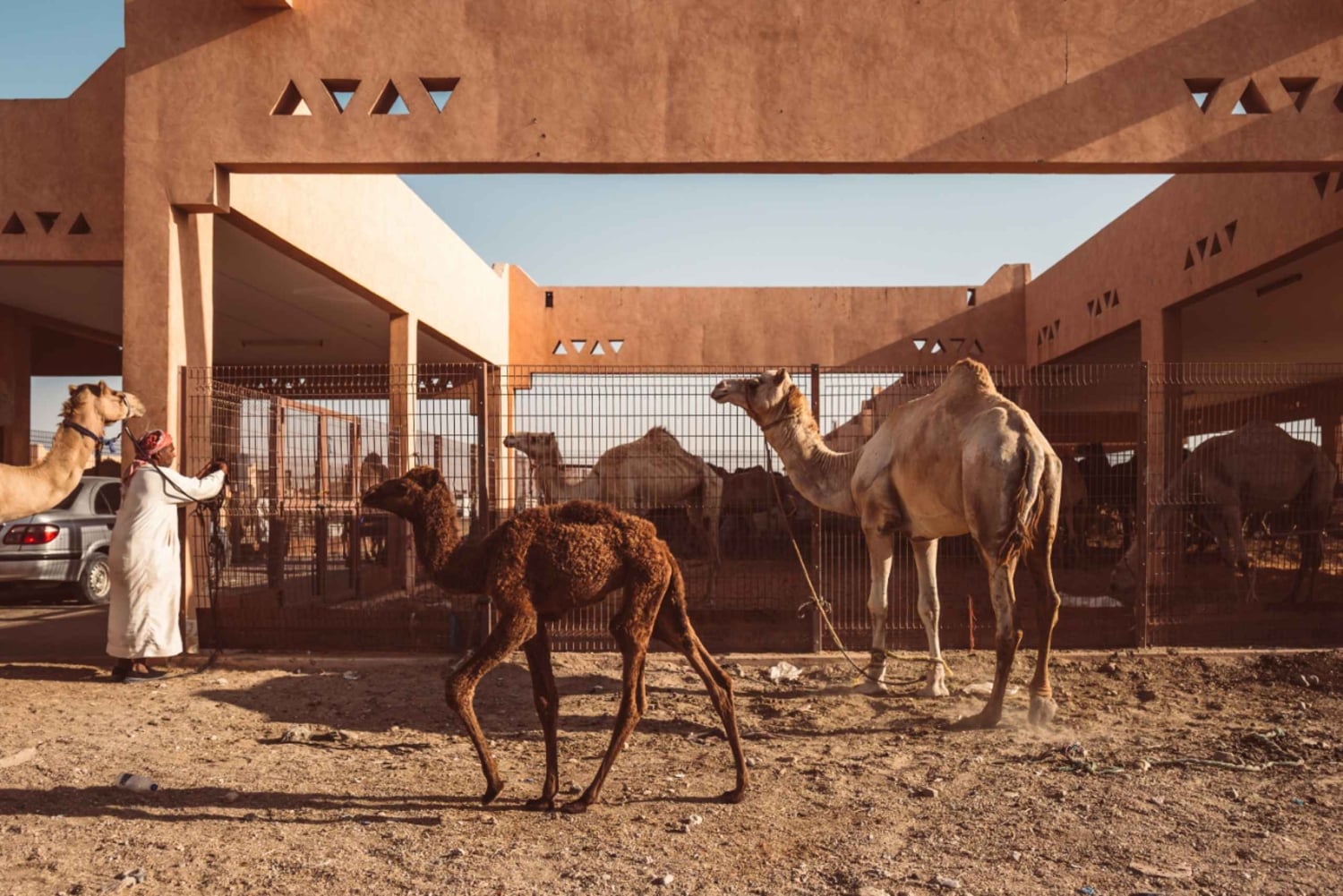 Dubai: Al Ain-oase, kamelenmarkt, oud museum en Jebel Hafeet