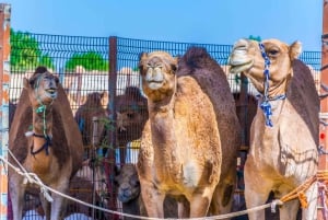 Dubai: Al Ain Oasis, Camel Market, Old Museum & Jebel Hafeet
