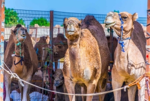 Dubai: Al Ain-oase, kamelenmarkt, oud museum en Jebel Hafeet