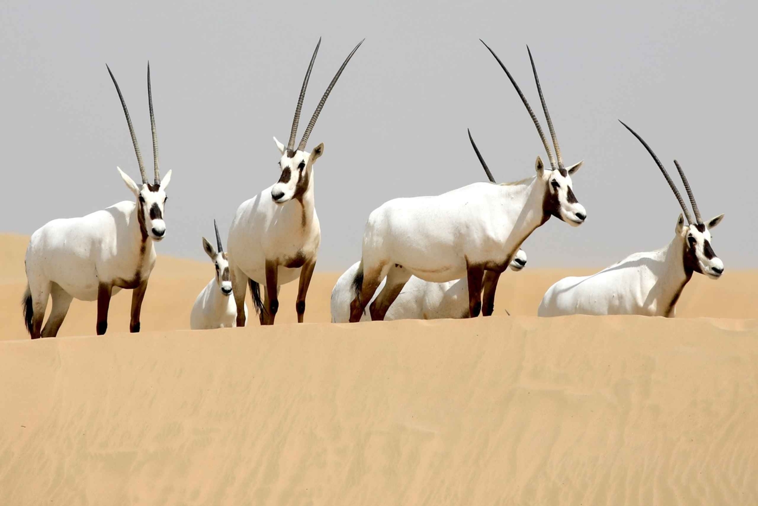 Dubai: Al Marmoom Oasis Safari, djurspaning och frukost