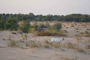 Dubai: Al Marmoom Oasis Safari, Animal Spotting & Breakfast