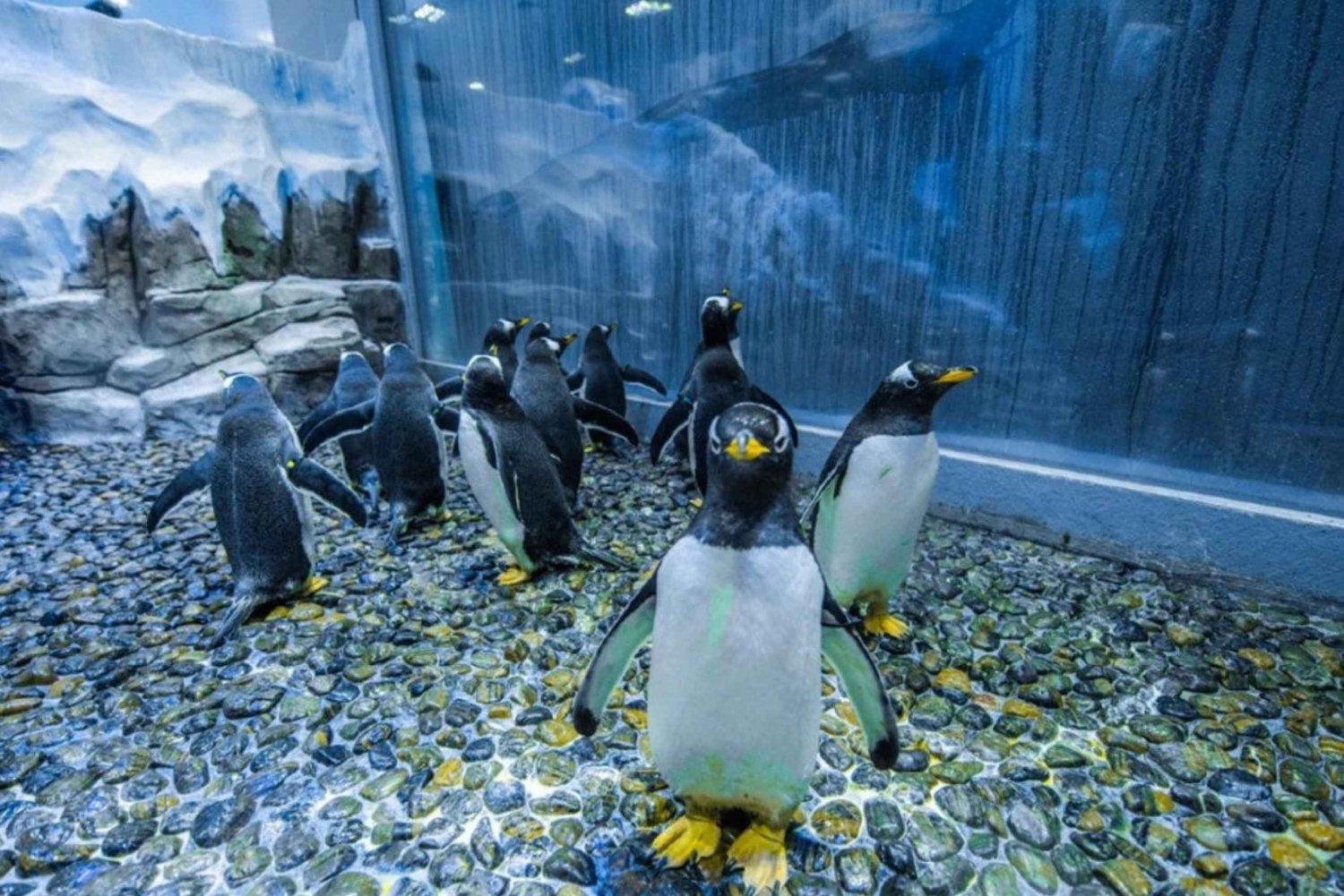 Dubaj: Akwarium i podwodne zoo - karnet wstępu dla wszystkich