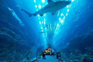 Dubai Pase de Acceso Total al Acuario y al Zoo Submarino