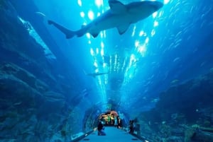 Dubai Aquarium and Underwater Zoo Skip-the-Line Entry Ticket