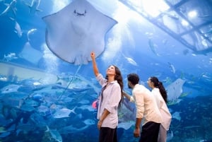 Dubai Aquarium and Underwater Zoo Skip-the-Line Entry Ticket