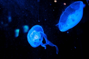 Dubai Aquarium and Underwater Zoo Day Ticket
