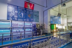 Dubai Aquarium and Underwater Zoo Day Ticket
