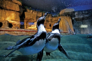 Dubai Aquarium and Underwater Zoo Day Ticket