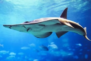 Dubaj: Akwarium i podwodne zoo - bilet wstępu na cały dzień