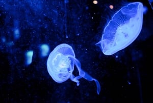 Dubai: Dagsbillett til akvarium og undervannszoo