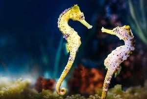 Dubai: Dagsbillet til akvarium og undervandszoo