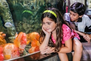 Dubaï : Aquarium et Zoo sous-marin - billet d'entrée à la journée