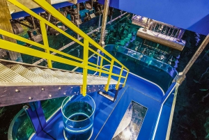 Dubai: Aquarium and Underwater Zoo (akvaario ja vedenalainen eläintarha) Päivälippu