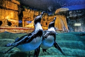 Dubai: Dagsbillett til akvarium og undervannszoo