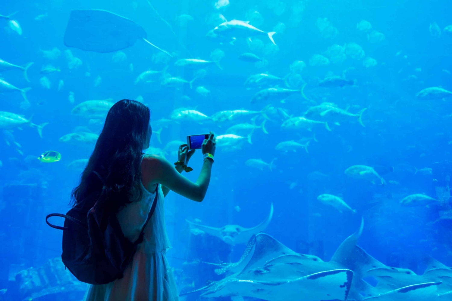 Dubai Aquarium and Underwater Zoo Explorer Ticket