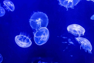 Dubai Aquarium, Underwater Zoo & Penguin Cove Experience