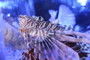 Dubai Aquarium, Underwater Zoo & Penguin Cove Experience