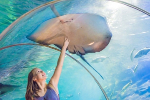 Dubai Aquarium and Underwater Zoo Explorer Ticket