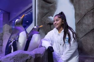 Dubai: Aquarium und Unterwasserzoo Ticket und Pinguin Bucht