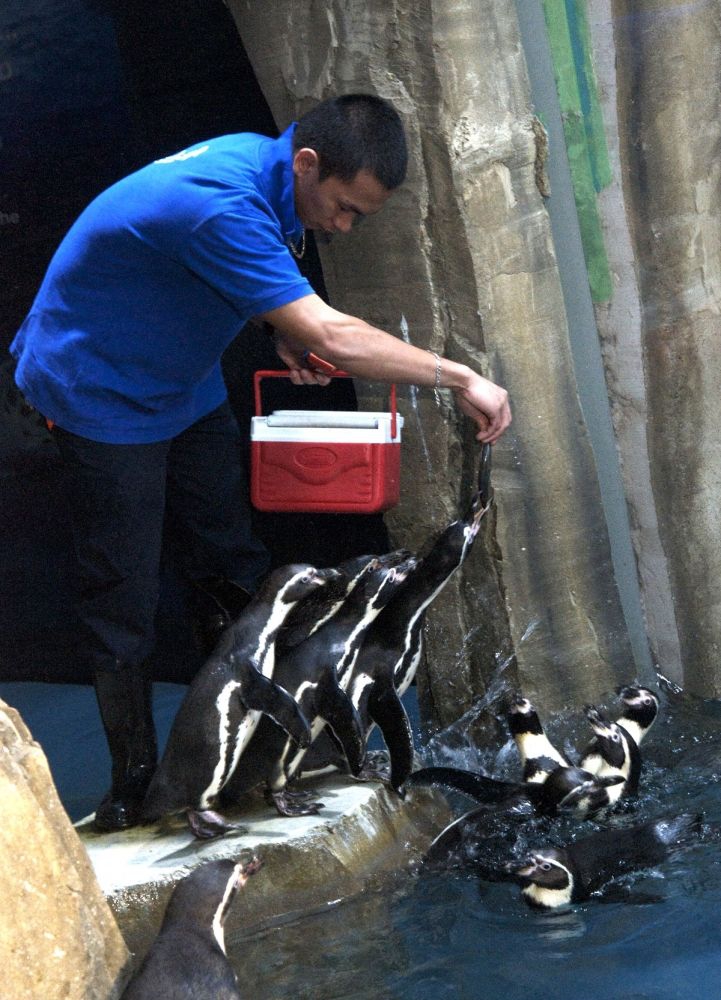 Dubai Aquarium and Underwater Zoo