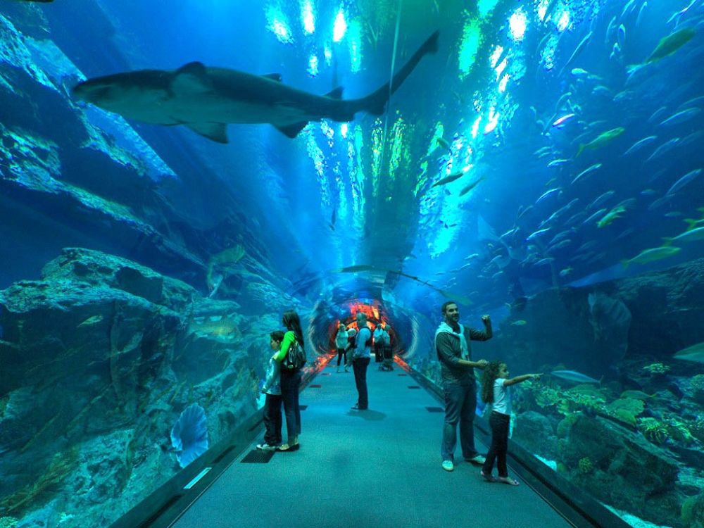 Dubai Aquarium And Underwater Zoo In Dubai My Guide Dubai