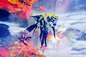 Dubai: Aquarium & Burj Khalifa Level 124 or 125 Combo Ticket