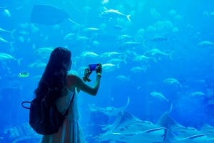 Dubai: Billet til akvarium og undervandszoo og pingvinbugt