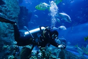 Dubai: Billett til akvarium og undervannszoo og Penguin Cove