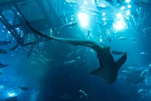 Dubai: Biglietto per l'acquario e lo zoo sottomarino e Penguin Cove
