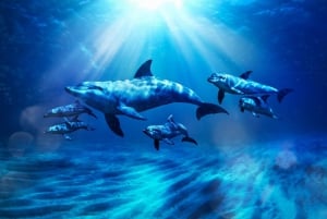 Dubai: Atlantis Dolphin Kayak Trip & Aquaventure Waterpark