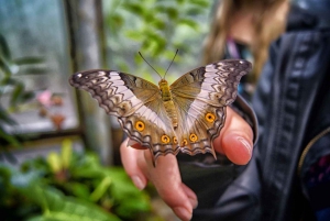 Dubai: Butterfly Garden Admission Ticket