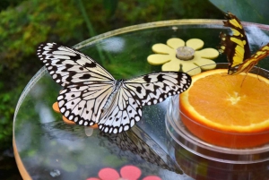 Dubai: Butterfly Garden Admission Ticket