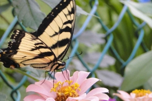 Dubai: Butterfly Garden Admission Ticket