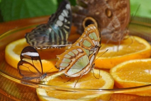 Dubai: Butterfly Garden Admission Ticket