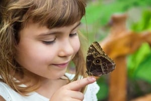 Dubai: Butterfly Garden Admission Ticket