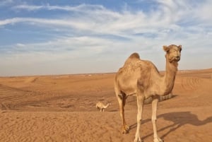 Dubaj: Pustynna przejażdżka na wielbłądzie z pokazami na żywo i kolacją w formie bufetu BBQ