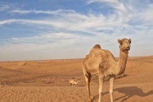 Dubai: Desert Camel Ride with Live Shows & BBQ Buffet Dinner