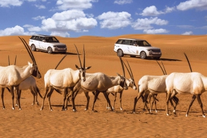 Dubai: Desert Conservation Reserve Tour with Breakfast
