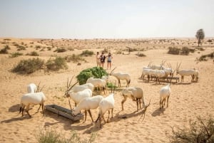 Dubai: Woestijn Reservaat Tour met Ontbijt