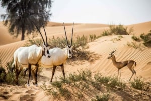 Dubai: Tour della Riserva di Conservazione del Deserto con colazione