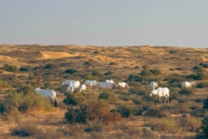 Dubai: Desert Conservation Safari met ontbijt in Al Maha
