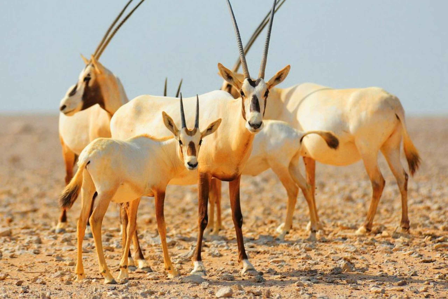 Escursione mattutina nel deserto di Dubai con esperienza nella fauna selvatica