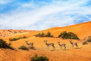 Dubai Desert Morning Drive with Wildlife Experience