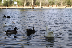 Escursione mattutina nel deserto di Dubai con esperienza nella fauna selvatica