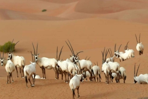 Escursione mattutina nel deserto di Dubai con esperienza nella fauna selvatica