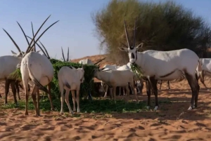 Dubai Desert Safari: Overnight Stay & Sunrise Balloon Ride