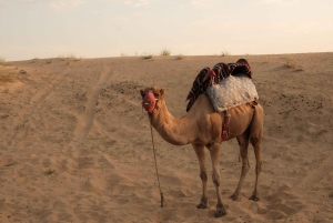 Dubai: Ökensafari med BBQ-middag och fyrhjuling som tillval