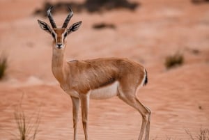Dubai: Safari por el desierto con cena, paseo en camello y Sandboarding