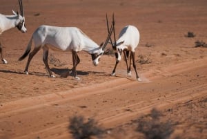 Dubai: Woestijnsafari met diner, kamelenrit en sandboarden