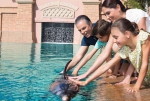 Dubai: Fotosjov med delfiner og søløver på Atlantis